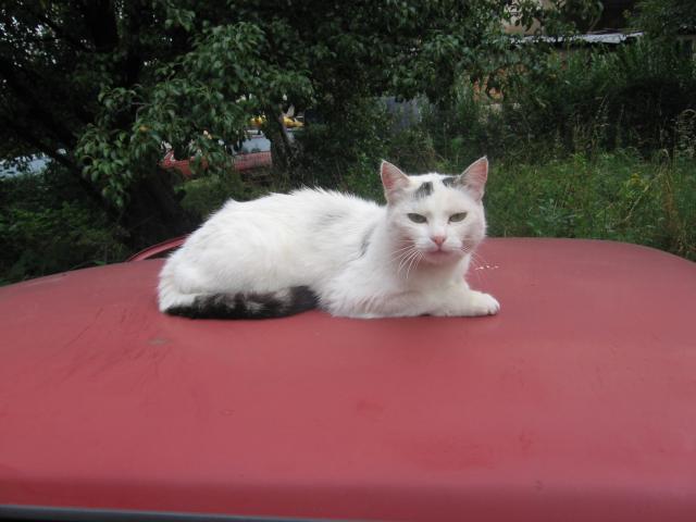 Котка върху горещ ламаринен покрив - 2